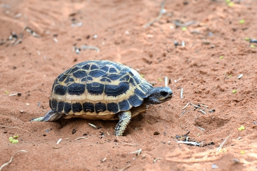 Spider Tortoise