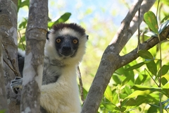 Propithecus verreauxi