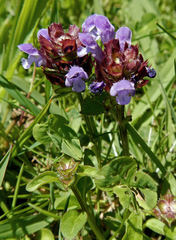 Prunella vulgaris