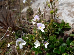 Veronica hookeriana