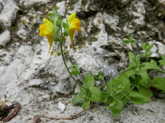 Linaria platycalyx