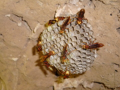 Polistes cavapyta