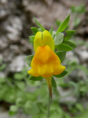 Linaria platycalyx