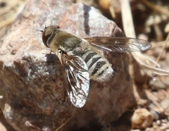 Thyridanthrax pallidus