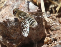 Thyridanthrax pallidus