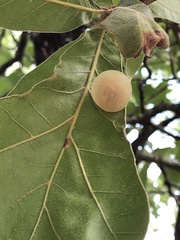 Amphibolips quercusracemaria
