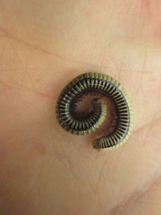 Pachyiulus krivolutskyi