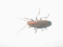Nacerdes melanura