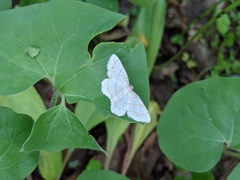 Trigrammia quadrinotaria