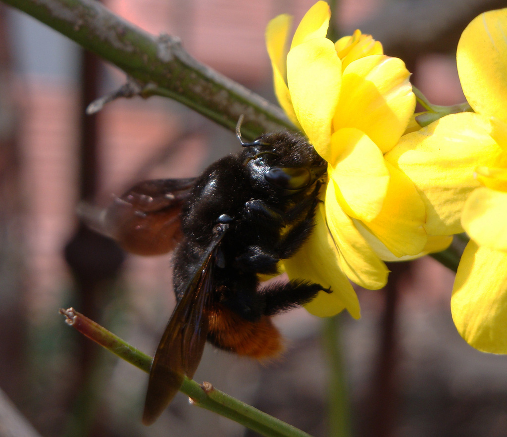 Xylocopa augusti