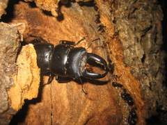 Serrognathus titanus platymelus