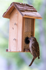 Passer domesticus