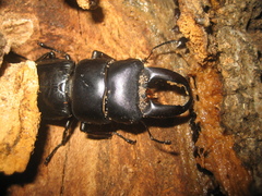 Serrognathus titanus platymelus