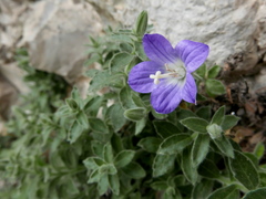 Campanula mollis