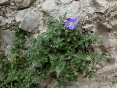 Campanula mollis