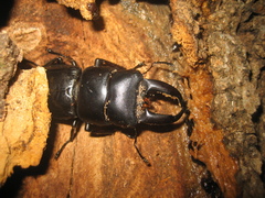 Serrognathus titanus platymelus