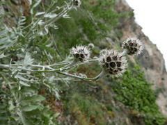 Centaurea clementei