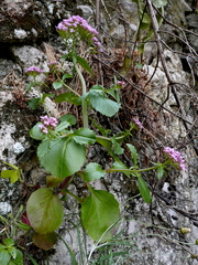 Centranthus macrosiphon