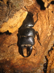 Serrognathus titanus platymelus