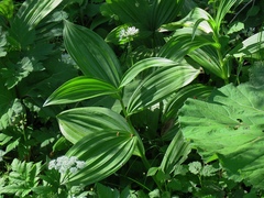 Veratrum album