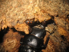 Glischrochilus japonius