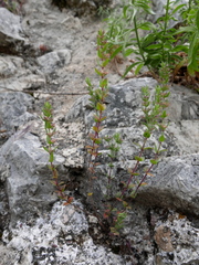 Micromeria graeca