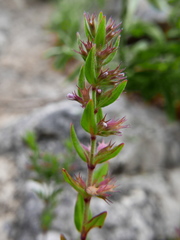 Micromeria graeca