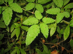 Causonis japonica