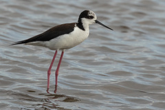 Himantopus mexicanus melanurus