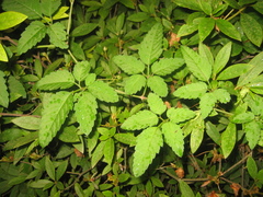 Causonis japonica