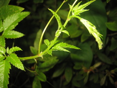 Causonis japonica