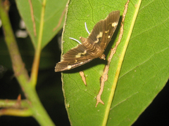 Herpetogramma luctuosalis