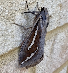 Abantiades hydrographus