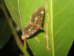 Herpetogramma luctuosalis