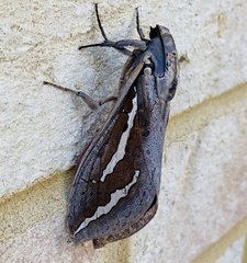 Abantiades hydrographus