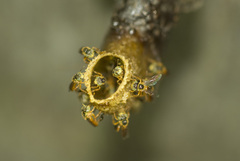 Tetragonisca fiebrigi