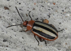 Disonycha leptolineata