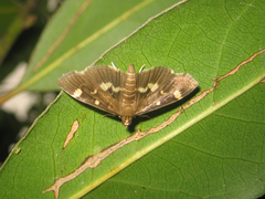 Herpetogramma luctuosalis