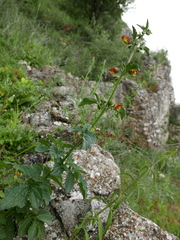 Scrophularia sambucifolia