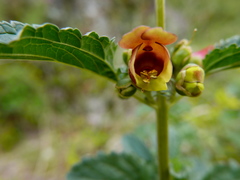 Scrophularia sambucifolia