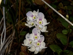 Veronica hookeriana