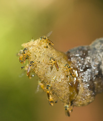 Tetragonisca fiebrigi