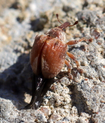Omophorus