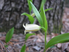 Uvularia puberula
