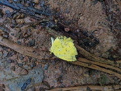 Eurema blanda