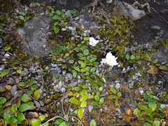 Veronica hookeriana