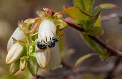 Lasioglossum coeruleum