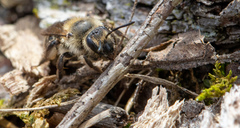 Andrena bradleyi