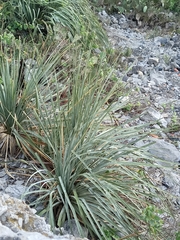 Dasylirion berlandieri