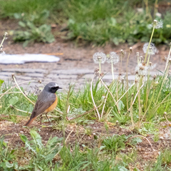 Phoenicurus phoenicurus